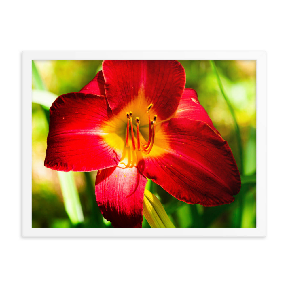 Red Lily | Framed print