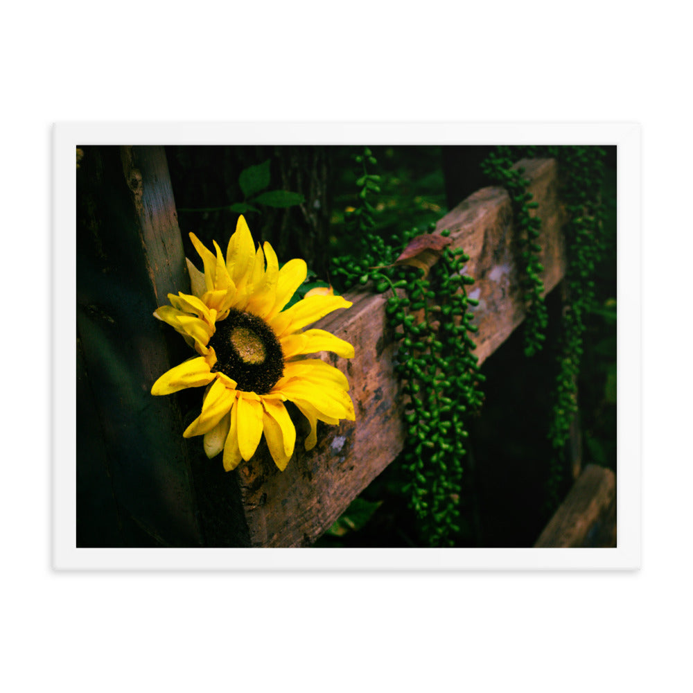 Sunflower | Framed print