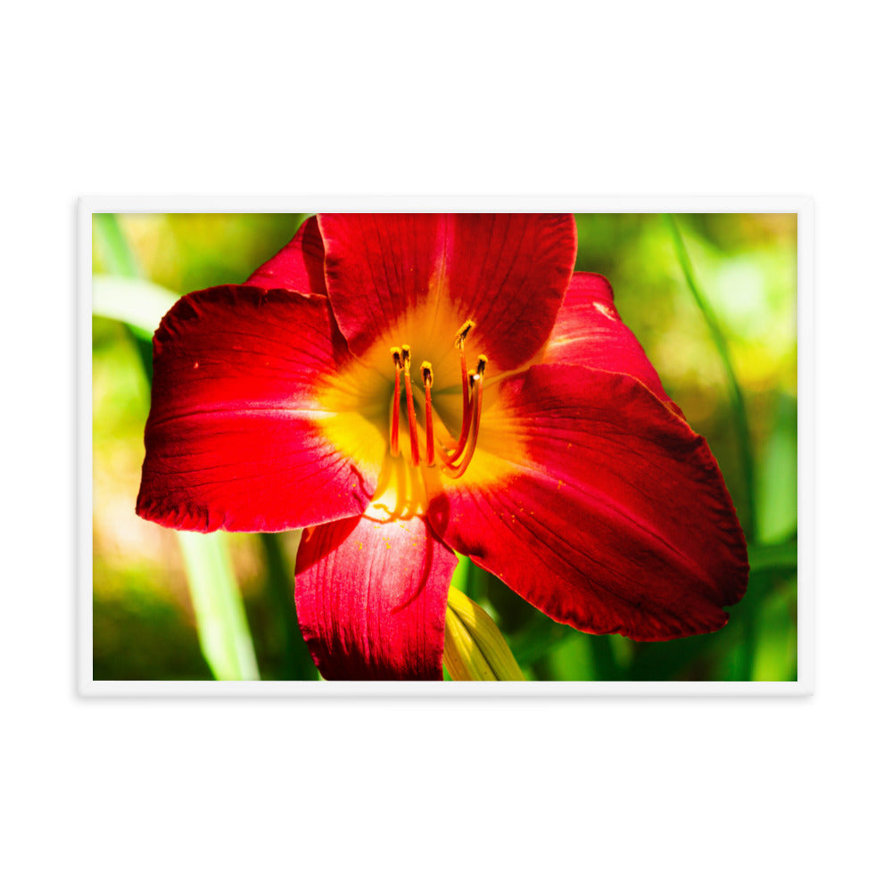 Red Lily | Framed print