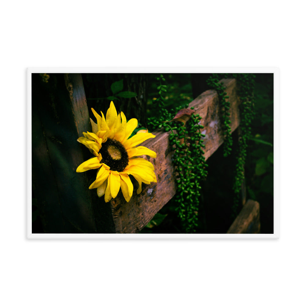 Sunflower | Framed print