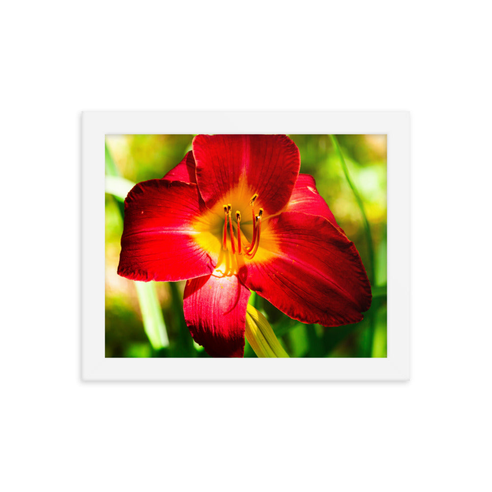 Red Lily | Framed print