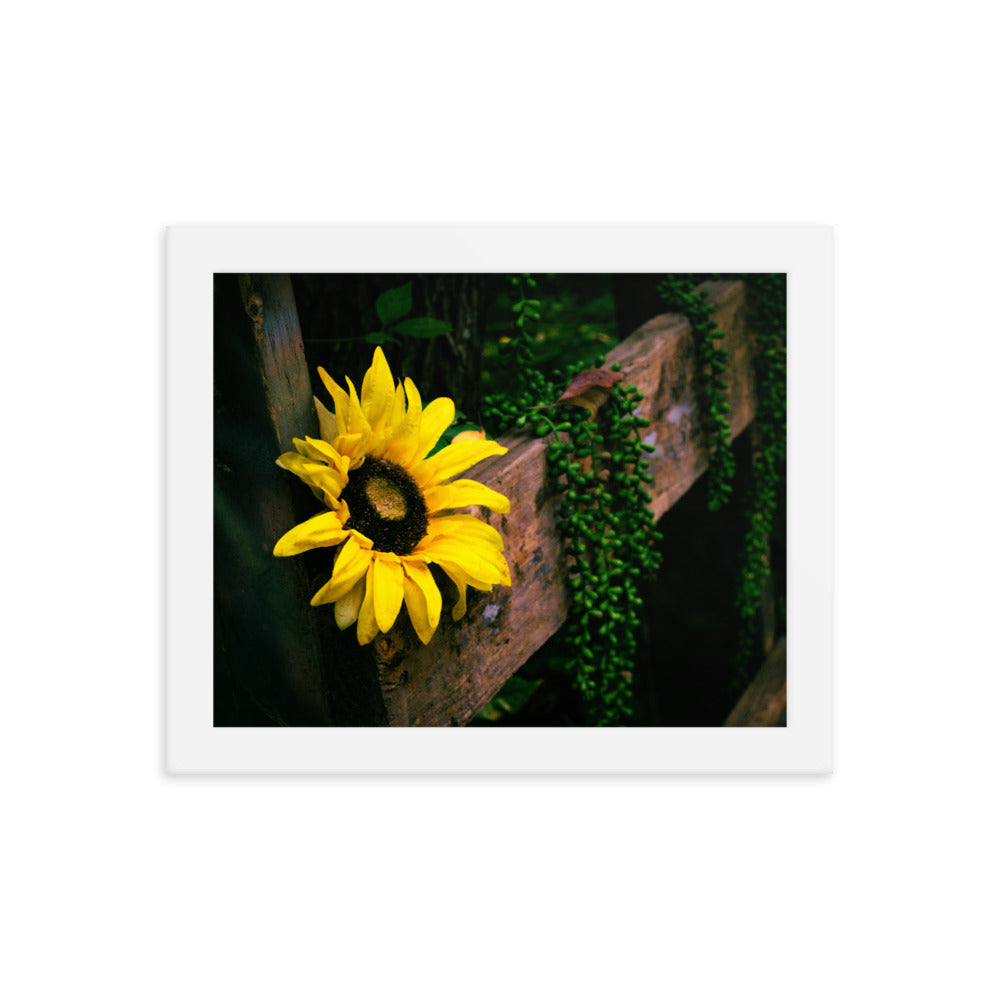 Sunflower | Framed print