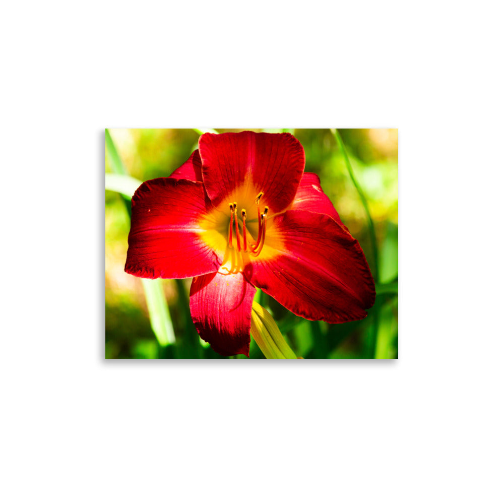 Red Lily | Print