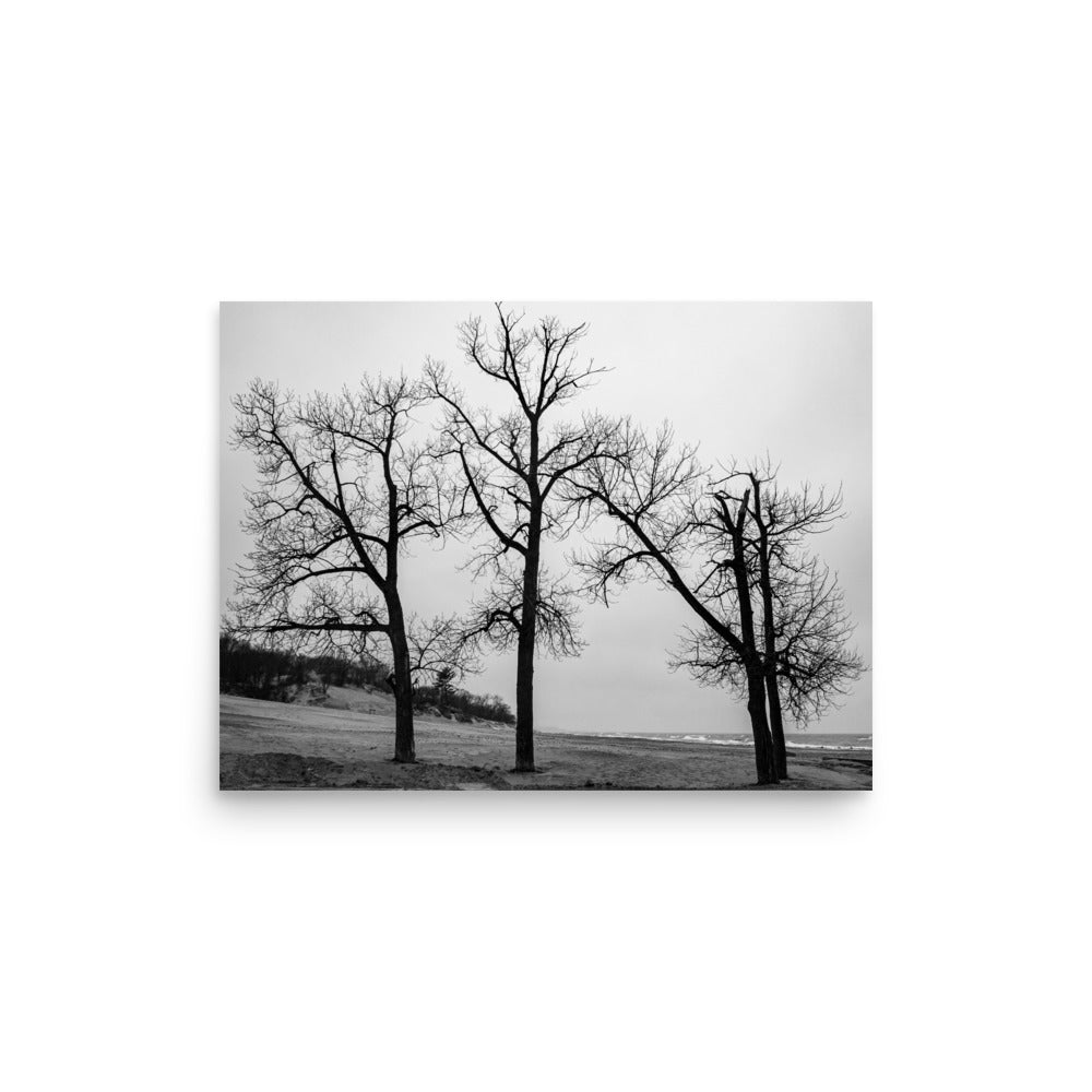 Trinity of Trees | Print