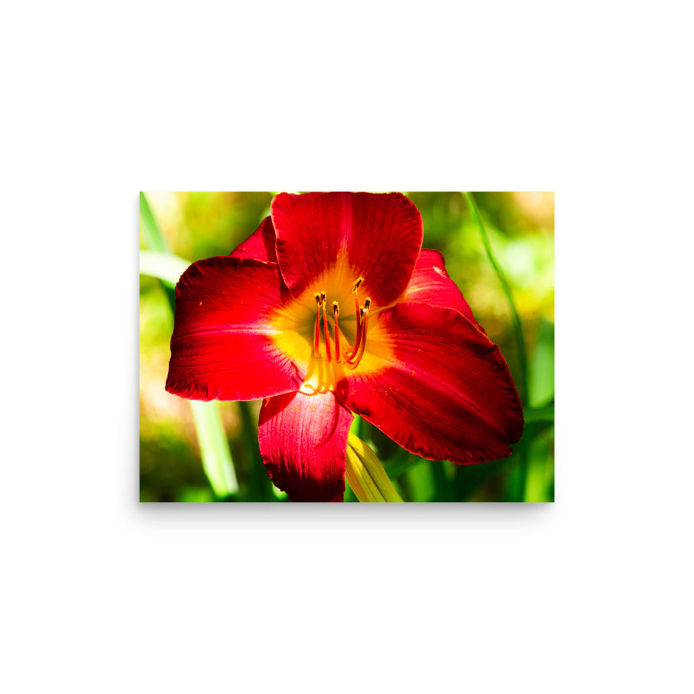 Red Lily | Print