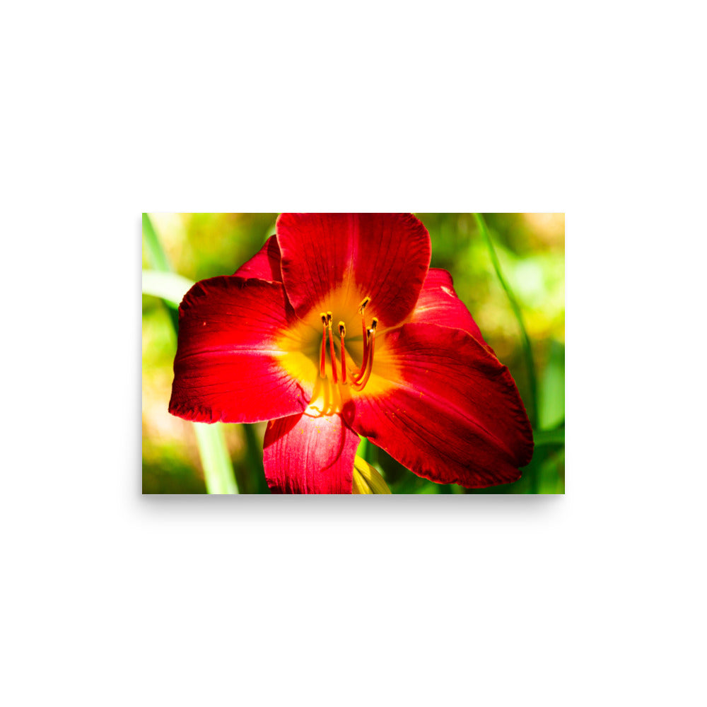 Red Lily | Print