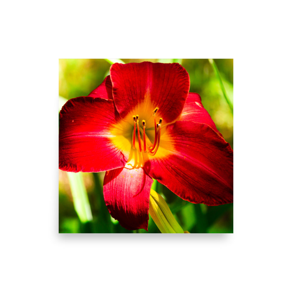 Red Lily | Print