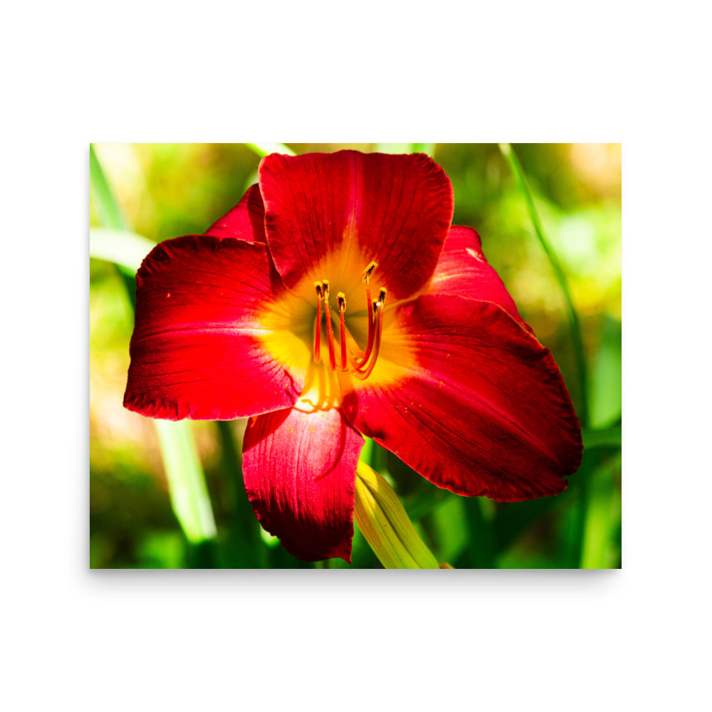 Red Lily | Print