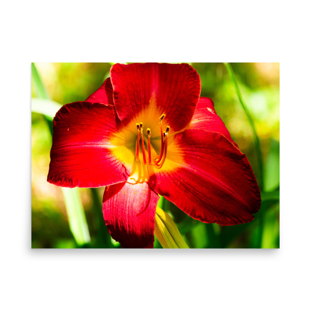 Red Lily | Print