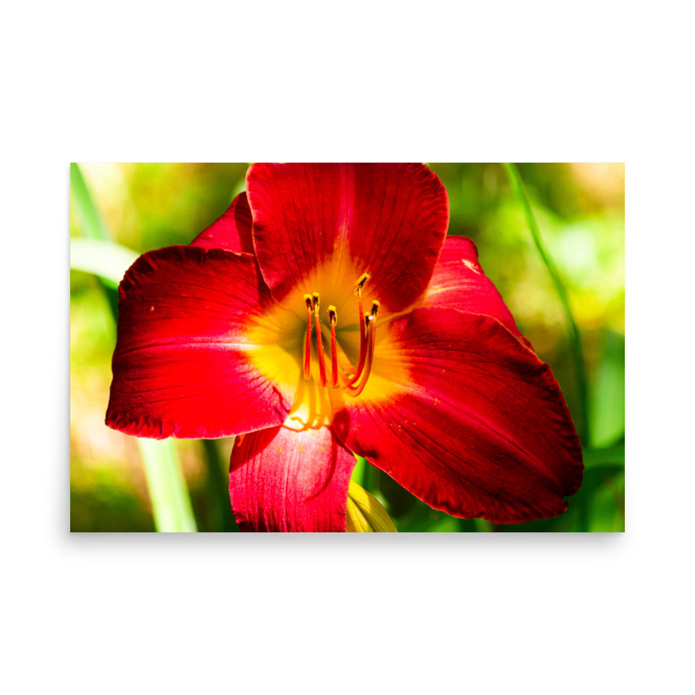 Red Lily | Print