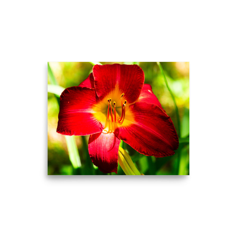 Red Lily | Print